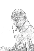 labrador retrivera Stranice Za Bojanje Za Ispis